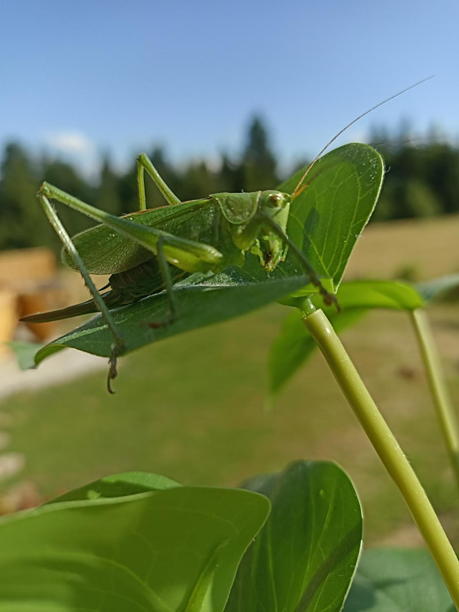 Gosciniec Dziubasowki Villa Nowy Targ Bagian luar foto